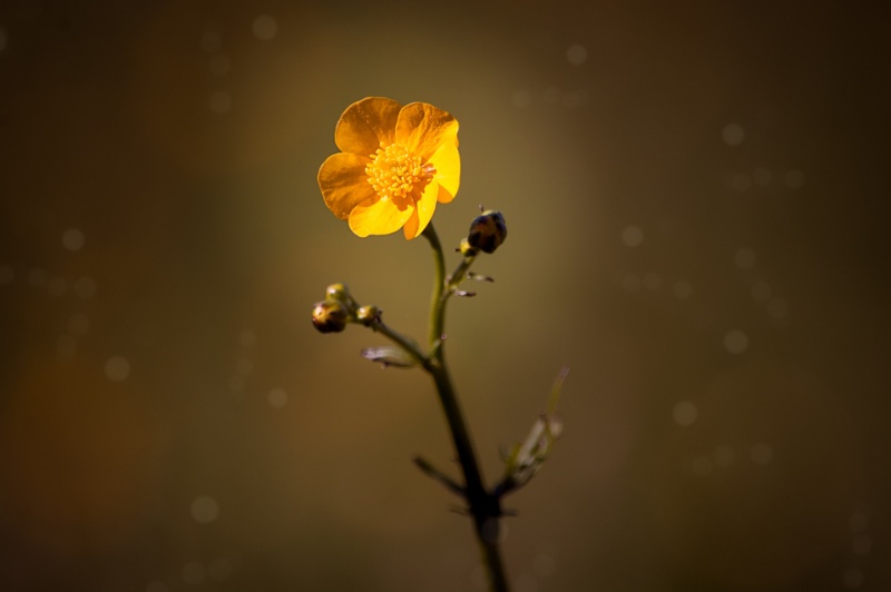 Profilbild von Gudrun Bollweg